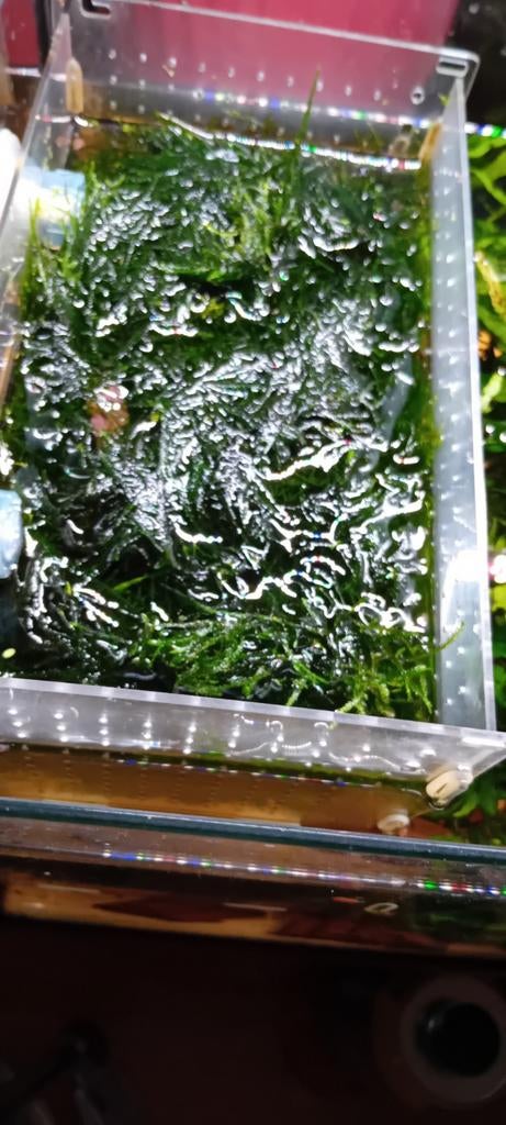 Java mos per grote pluk €1.00 Alleen ophalen, Dieren en Toebehoren, Vissen | Aquaria en Toebehoren, Ophalen, Nieuw, Plant(en), Steen of Hout
