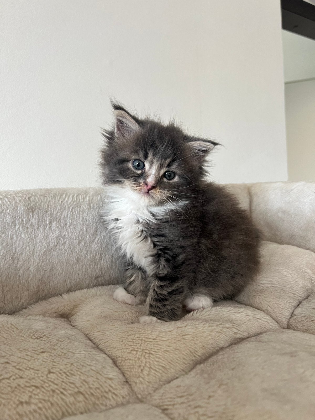 Maine coon katertje met stamboom uit volledig geteste ouder, Dieren en Toebehoren, Katten en Kittens | Raskatten | Langhaar, Kater