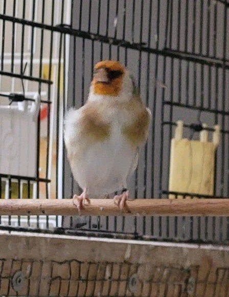 Majoor putters, Mannelijk, Wildzangvogel, Geringd