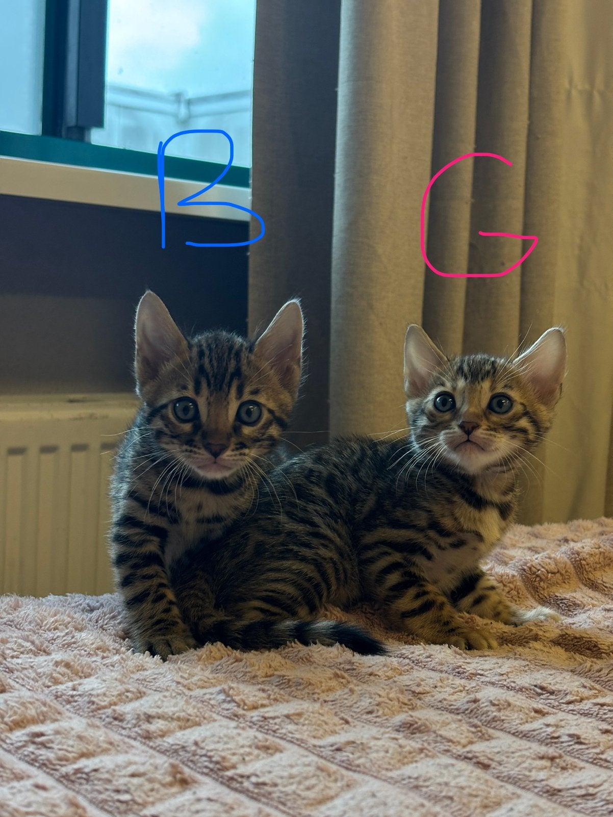 Twee schattige Bengaalse kittens zoeken een liefdevol thuis, Meerdere dieren