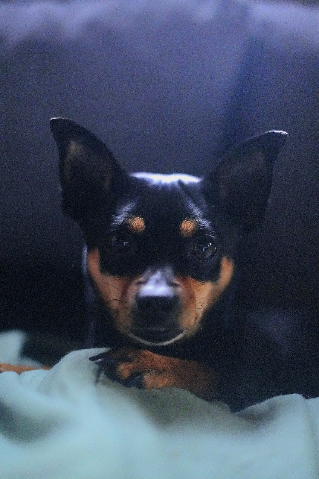 dekreu dwergpincher, Dieren en Toebehoren, Honden | Dekreuen, Reu, Particulier, Eén hond, Nederland, 3 tot 5 jaar, CDV (hondenziekte)