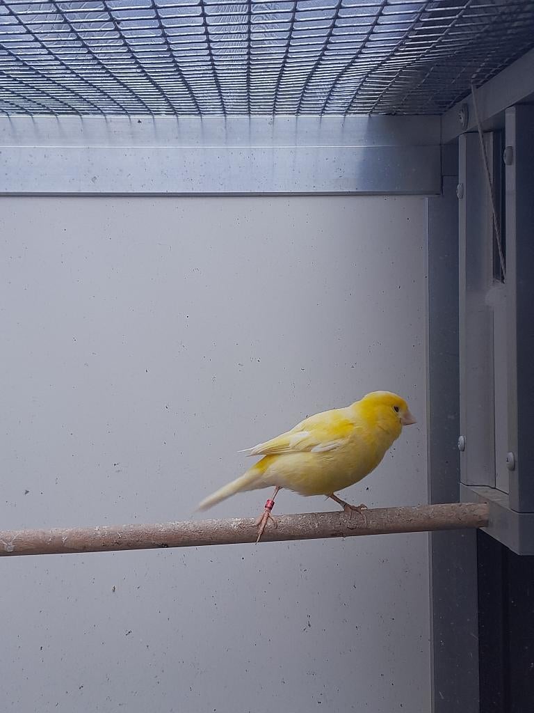 Kanarie, Dieren en Toebehoren, Vogels | Kanaries, Vrouwelijk, Kleurkanarie
