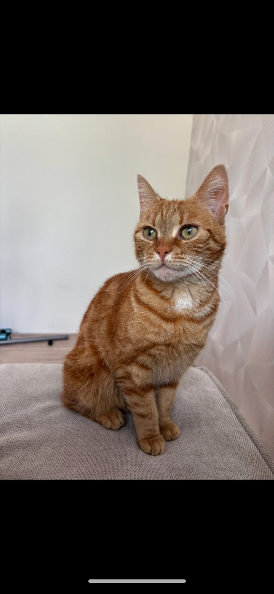 lieve poes, Poes