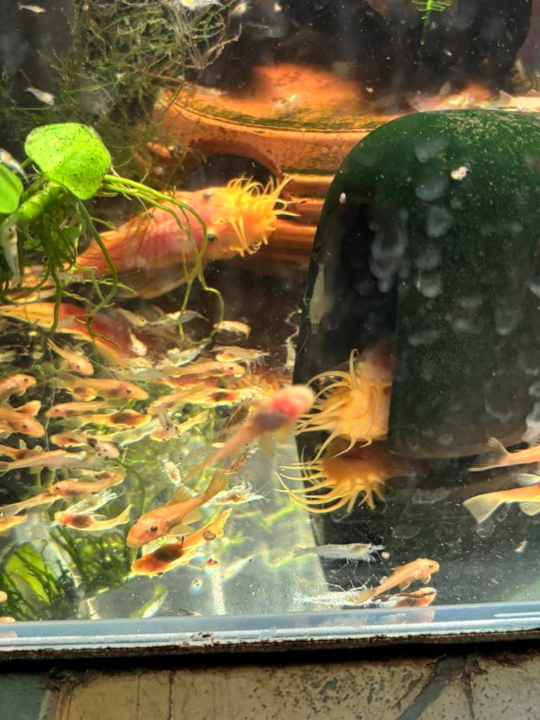 Kweektrio L144 Ancistrus Blue Eyes (2xM1xV), Dieren en Toebehoren, Vissen | Aquariumvissen, Vis, Zoetwatervis