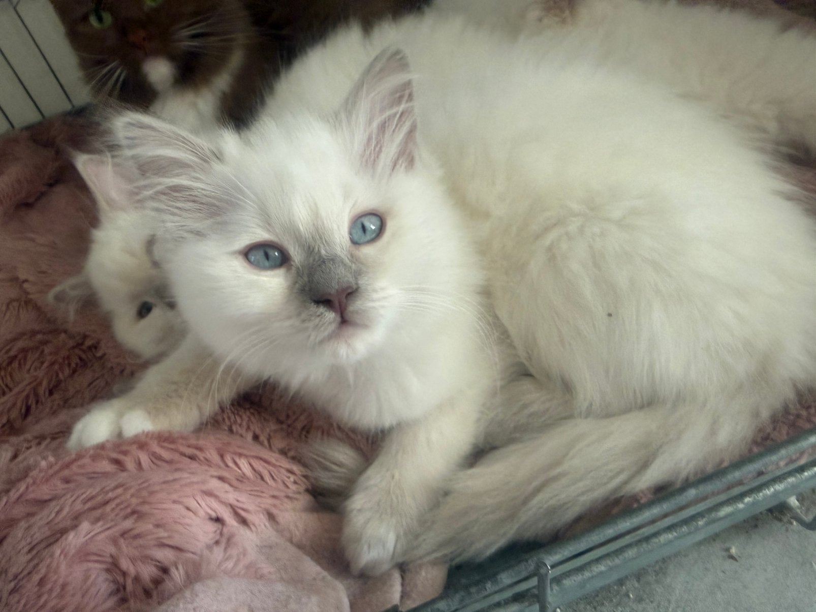 Liefdevol Huiselijk opgevoede ragdoll kitten met stamboom!, Meerdere dieren, Met stamboom, 0 tot 2 jaar