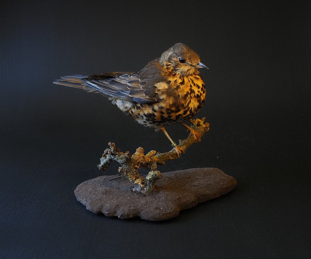 Opgezette Grote Lijster, Verzamelen, Ophalen of Verzenden, Nieuw, Vogel, Opgezet dier