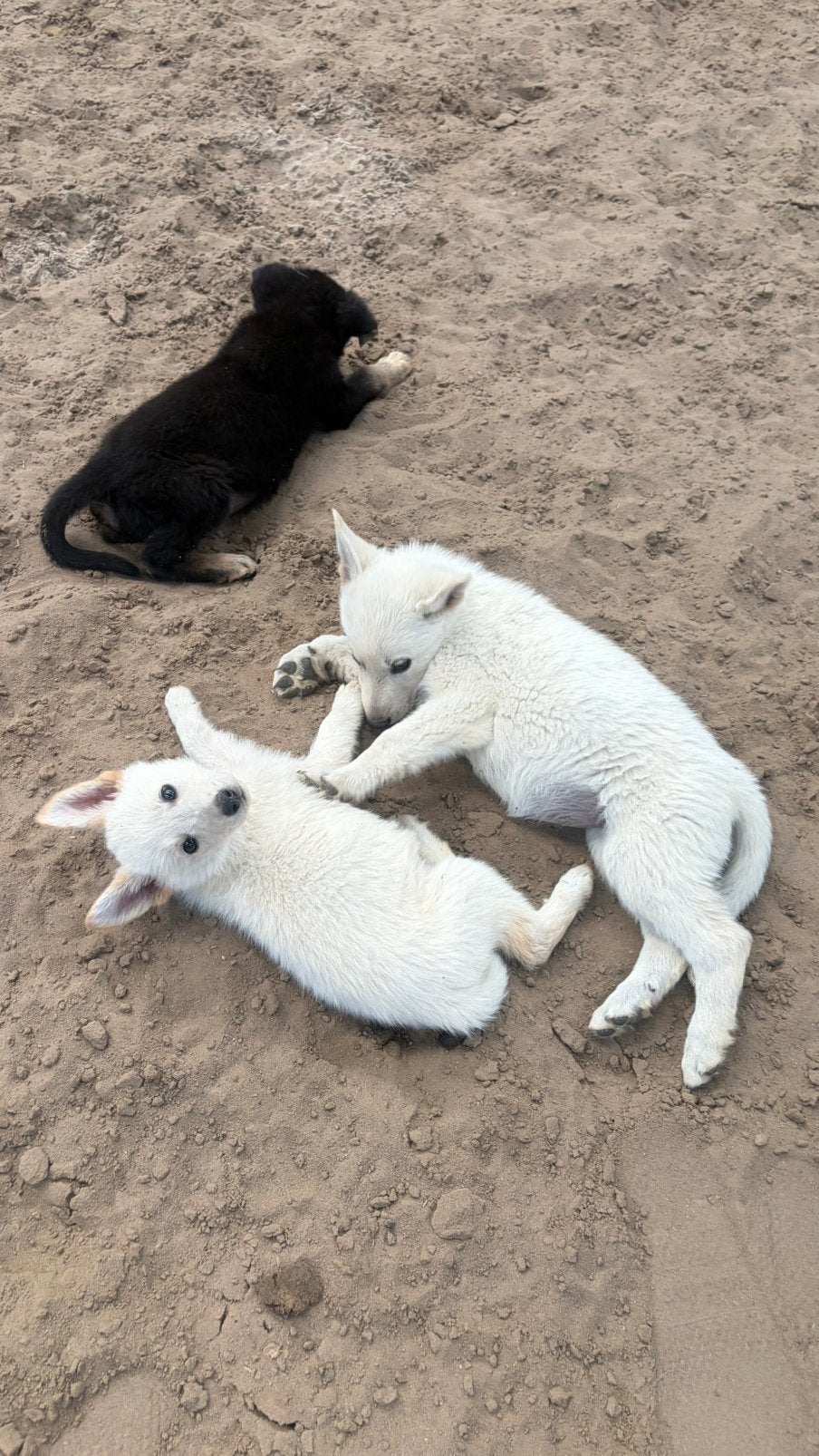 Puppys ❤️ Unieke kruising witte herder x ridgeback, Groot, Meerdere, Meerdere dieren, Nederland