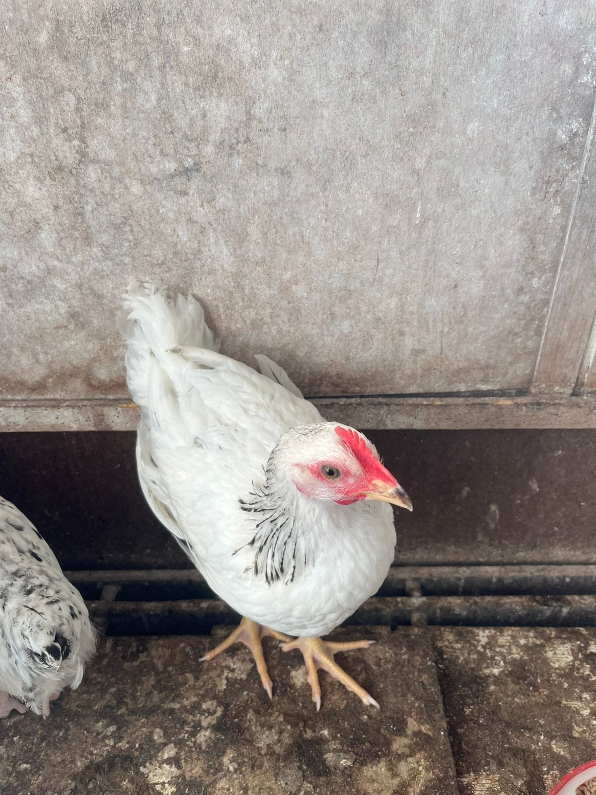 Sussex kippen te koop, Dieren en Toebehoren, Vrouwelijk, Kip