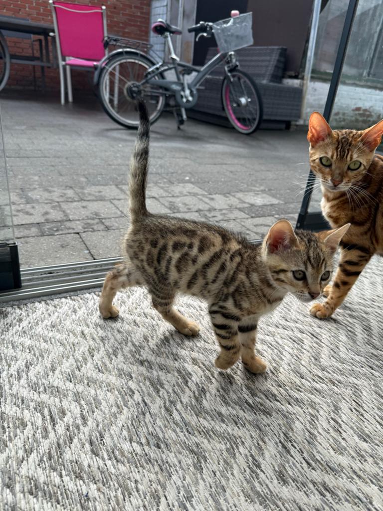 Halve Bengaal Kittens, Meerdere dieren, Ontwormd