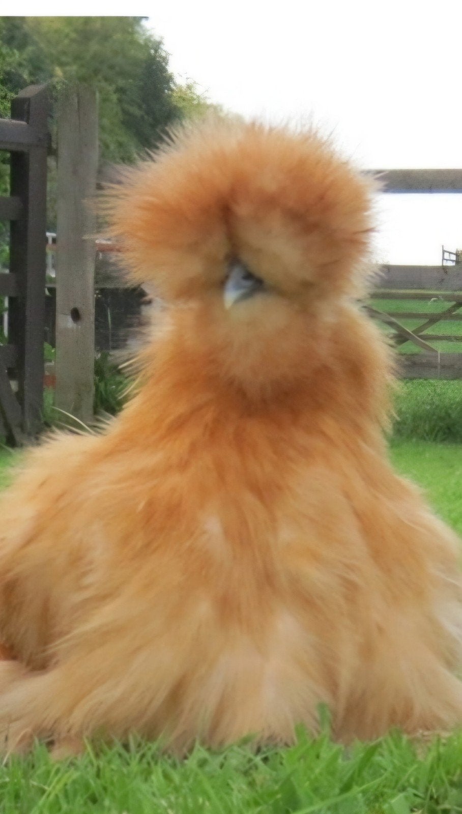 kip zijdehoen kuikens, Dieren en Toebehoren, Pluimvee, Geslacht onbekend, Kip