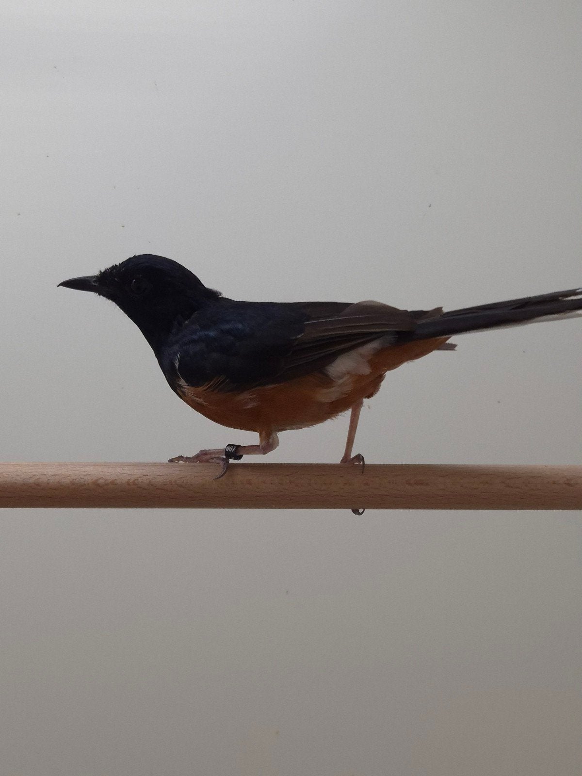 1-1 Shama lijsters, Dieren en Toebehoren, Meerdere dieren, Tropenvogel, Geringd