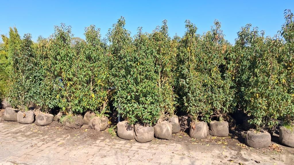 Portugese laurier 150-175 cm - Prunus Lusitanica, Volle zon, Lente, 100 tot 250 cm, Overige soorten