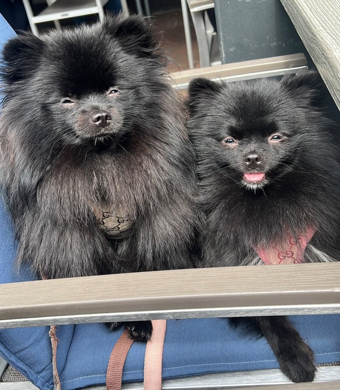 2 pomeriaan's, Dieren en Toebehoren, Honden | Poolhonden, Keeshonden en Oertypen, Meerdere, Meerdere dieren, 3 tot 5 jaar, Nederland