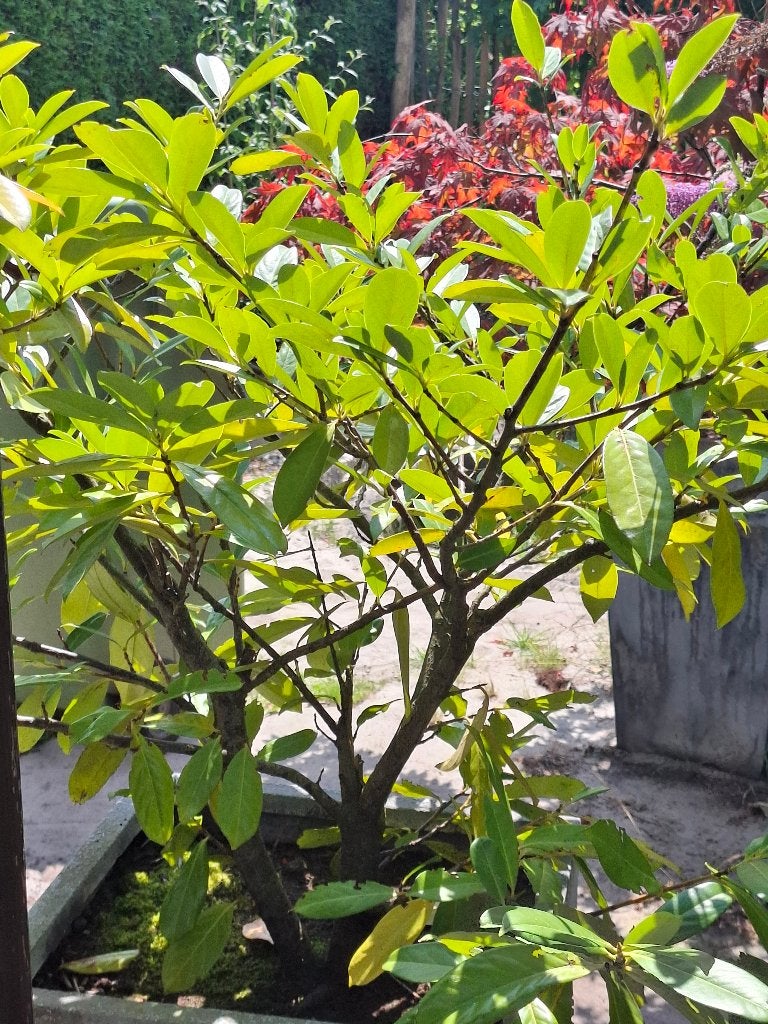 Laurierkers in grote plantenbak, Tuin en Terras, Planten | Bomen, Overige soorten, Minder dan 100 cm, Volle zon, Zomer, In pot