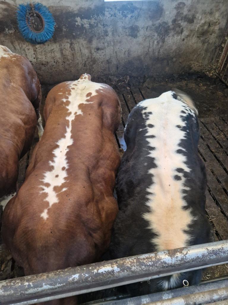 Te koop streeprug stieren 2 stuks 14 mnd, Dieren en Toebehoren, Mannelijk