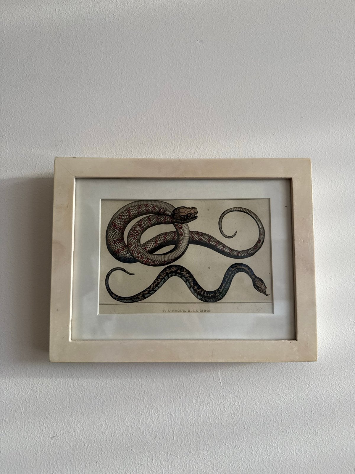 Vintage Slangen Print in Lijst - Decoratieve Kunst, Minder dan 50 cm, Gebruikt, Ophalen of Verzenden, Print