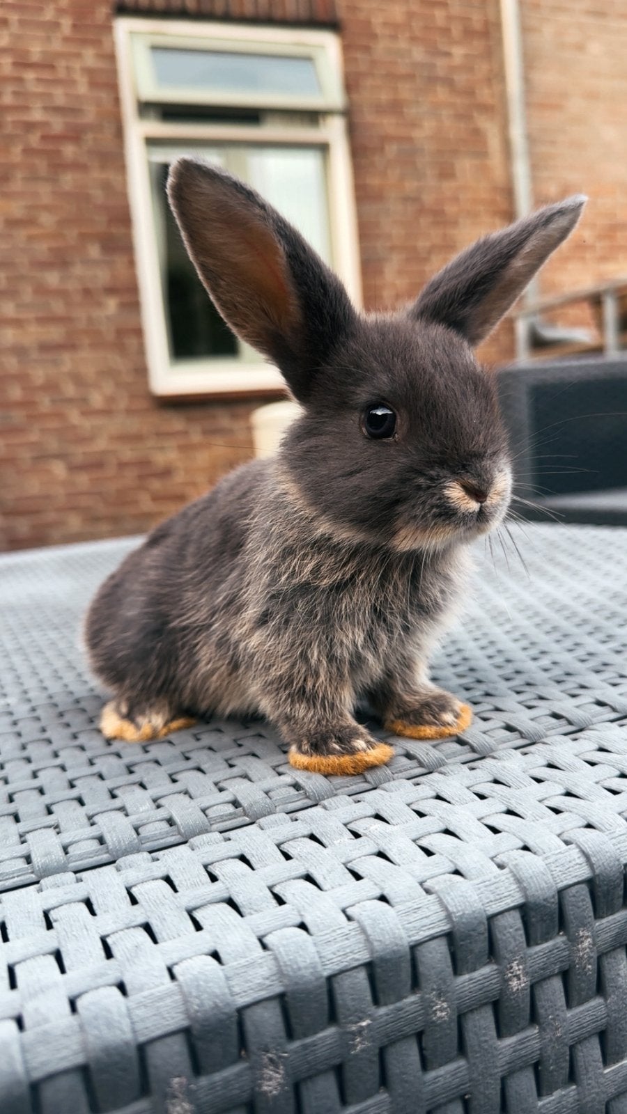 Nog 1 lief dwergbabykonijntje vrouwtje beschikbaar, Dieren en Toebehoren, Vrouwelijk, Dwerg, 0 tot 2 jaar