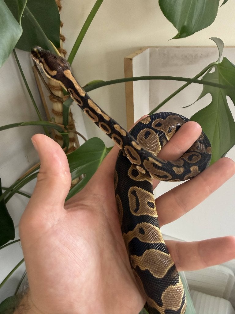 Baby vrouwtje Leopard het clown koningspython Ball Python photo 2