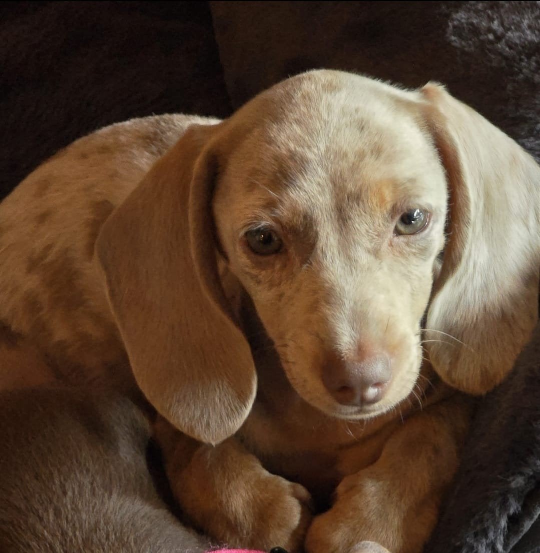 Dwergteckel pup Isabella getijgerd mag verhuizen., Parvo, Reu, 8 tot 15 weken, Korthaar
