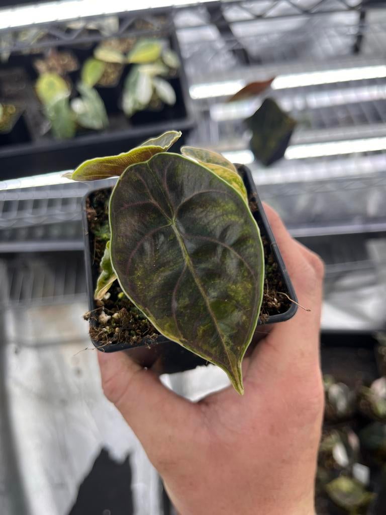 Alocasia Azlanii aurea variegata, Huis en Inrichting, Kamerplanten, Overige soorten, In pot, Minder dan 100 cm, Bloeiende kamerplant