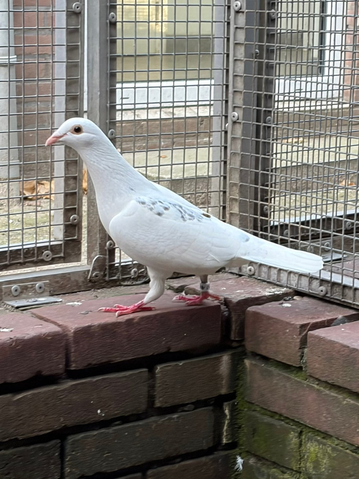 Postduif, Dieren en Toebehoren, Geslacht onbekend, Postduif