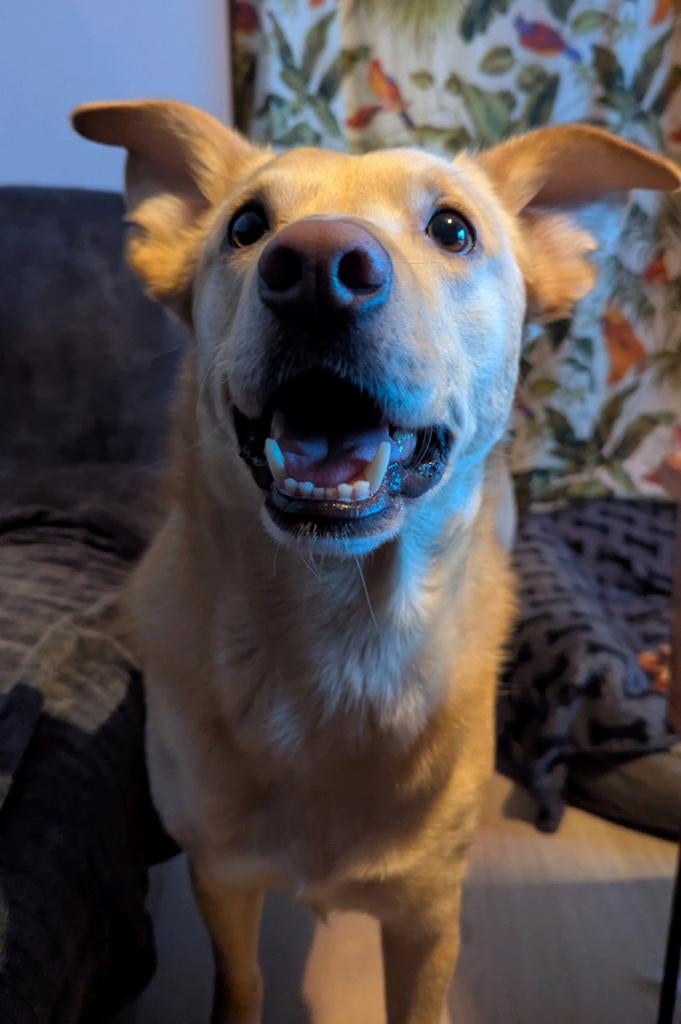 Lieve Archie zoekt rustig nieuw huis, Dieren en Toebehoren, Reu, Parvo, Eén hond, Nederland