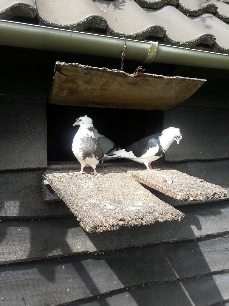 Sierduiven, Dieren en Toebehoren, Vogels | Duiven, Meerdere dieren, Overige soorten
