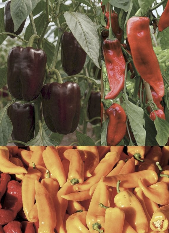 Paprika zaden, Verzenden, Zaad