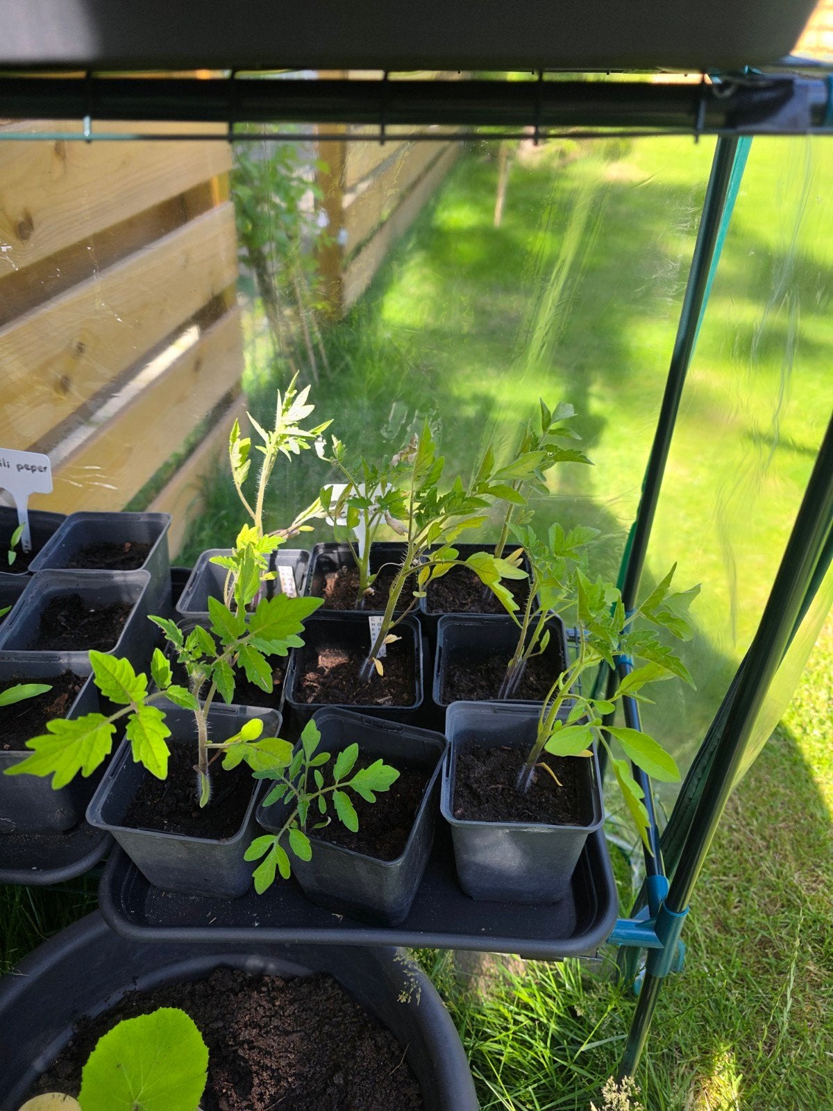 Cherry tomaten planten, Ophalen, Eenjarig, Groenteplanten, Volle zon