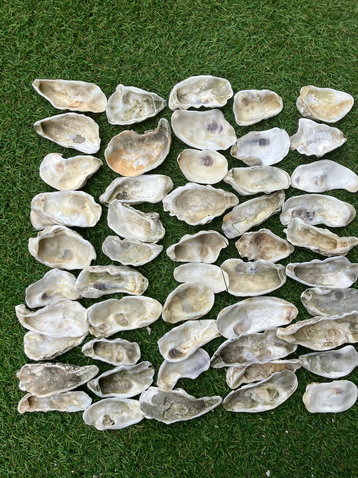50 schelpen L 6-10 cm,// 25 stuks voor 11,50, Hobby en Vrije tijd, Ophalen of Verzenden, Zo goed als nieuw