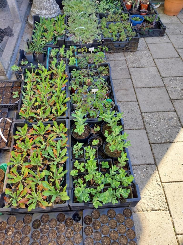 Div.vaste planten., Tuin en Terras, Planten | Tuinplanten, Ophalen, Overige soorten, Volle zon