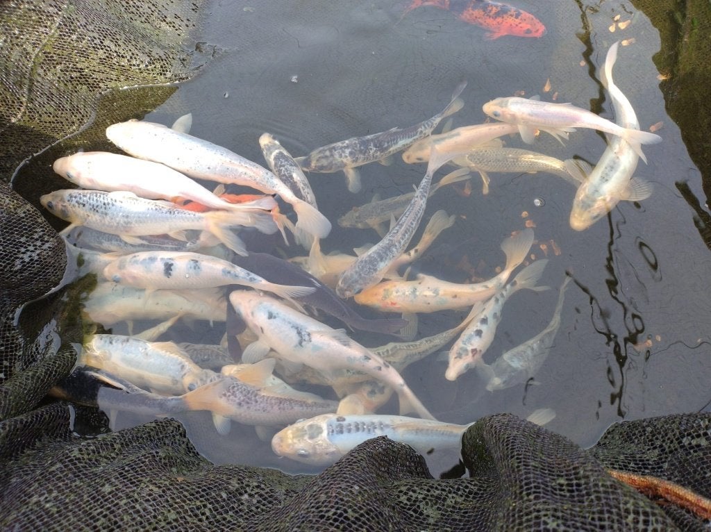 Diverse Koi's 18 tot 30cm, Karper of Koi
