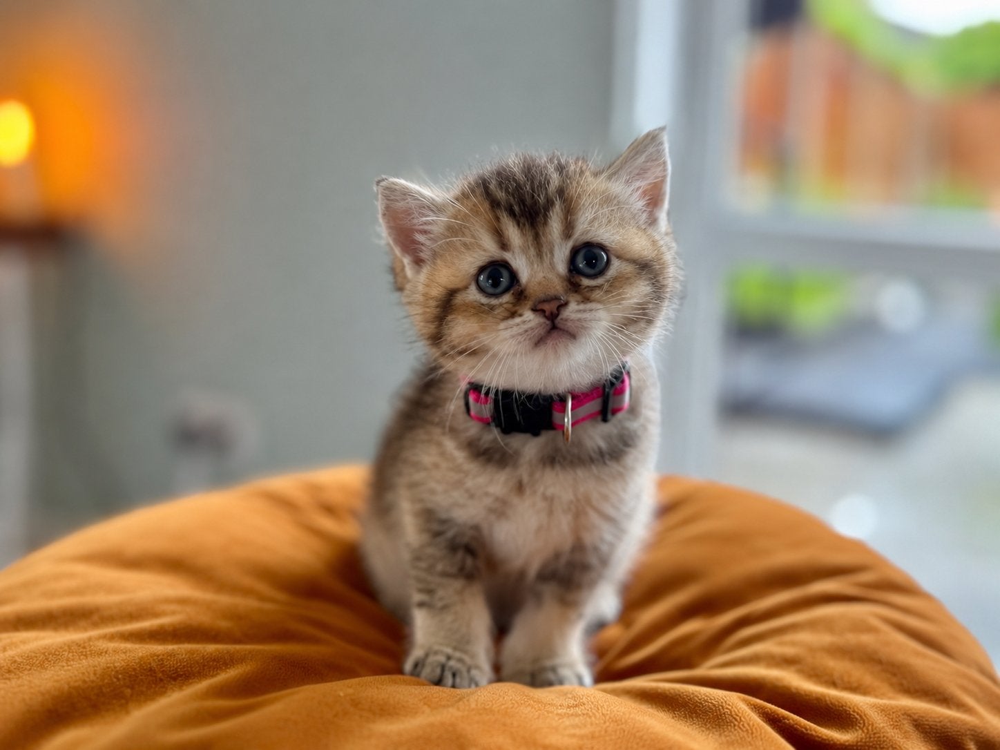 Britse Korthaar Kittens Stamboom 🍀 kampioenslijn🐾, Dieren en Toebehoren, Katten en Kittens | Raskatten | Korthaar, Poes, 0 tot 2 jaar