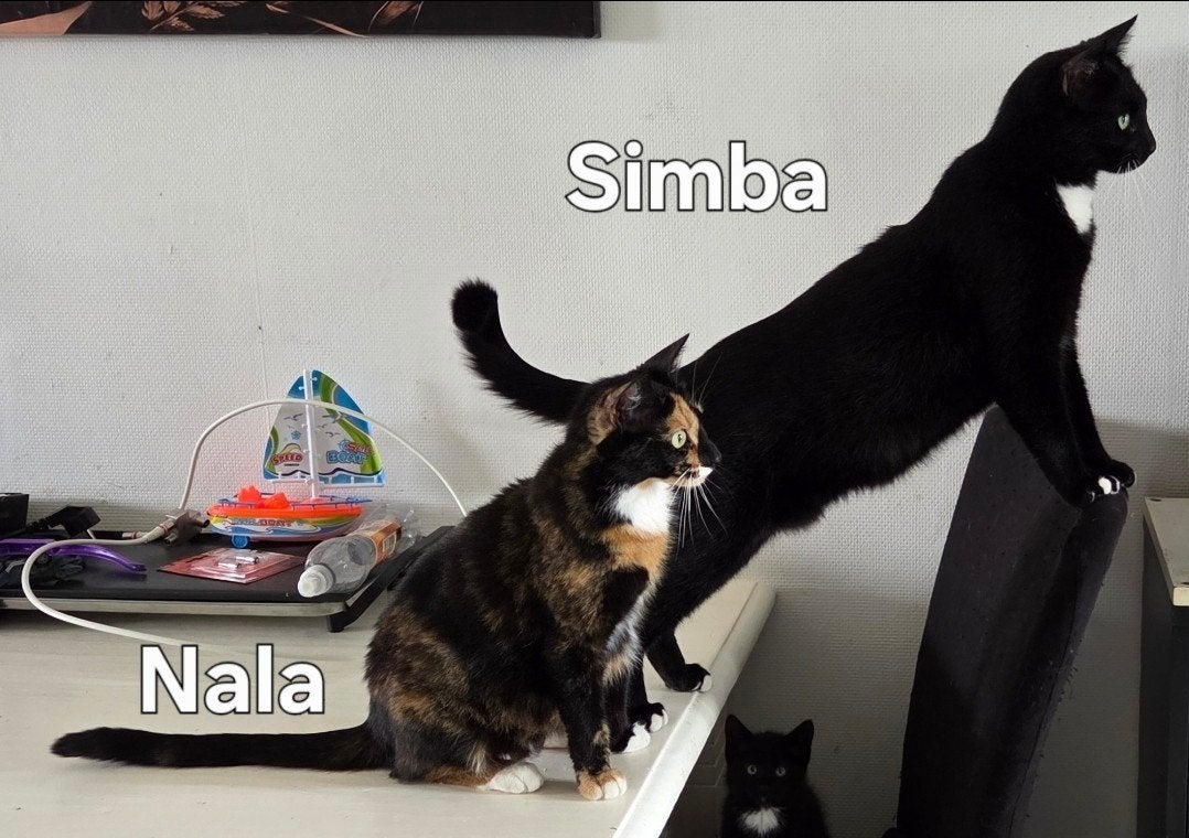 Lieve Simba, Nala & Kiara zoeken een liefdevol thuis, Meerdere dieren, Kortharig, 0 tot 2 jaar