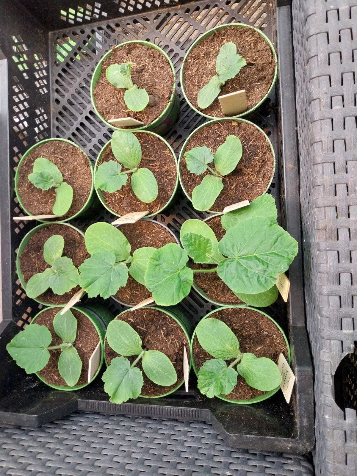 Jonge pompoen planten., Tuin en Terras, Ophalen, Volle zon