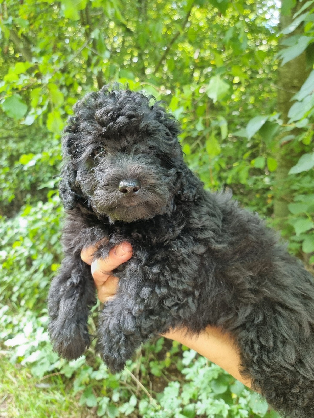 Dwergpoedel en Maltipoo, Overige rassen, CDV (hondenziekte), 8 tot 15 weken, Meerdere