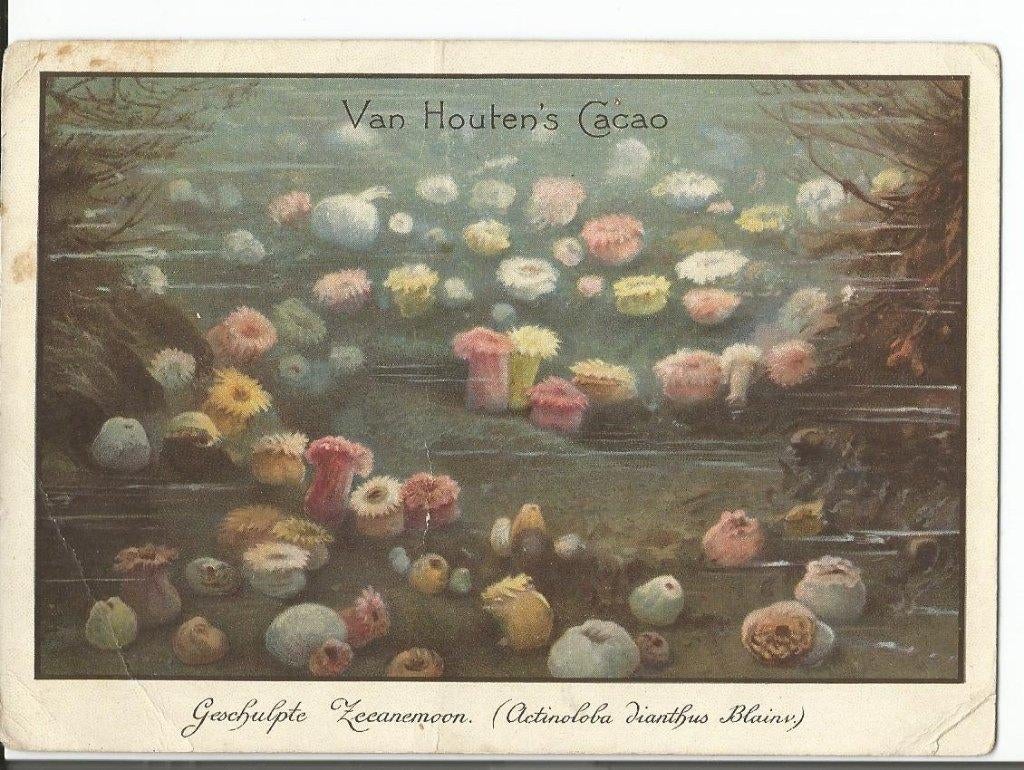 oude reclamekaart  zeeanemonen  van Houten cacao, Verzamelen, Ophalen of Verzenden, Gebruikt, Overige typen