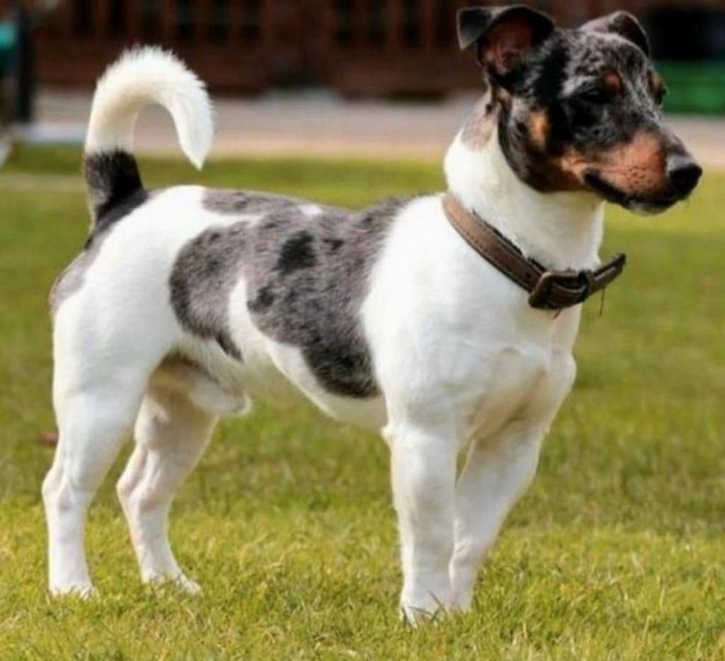 Ter dekking aangeboden Jack Russel, Reu, Eén hond, CDV (hondenziekte), 3 tot 5 jaar