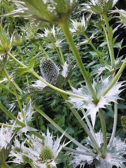 zaden Eryngium giganteum Ivoordistel, Ophalen of Verzenden, Voorjaar, Volle zon, Zaad
