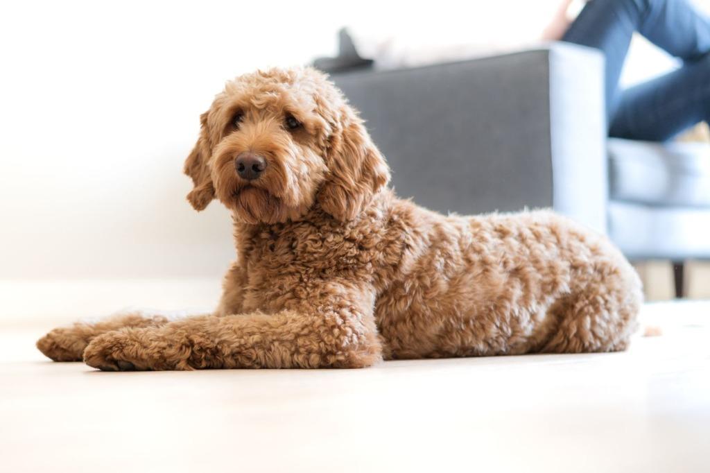 Dekreu Goldendoodle Embark getest, Reu, 1 tot 2 jaar, Parvo, Eén hond