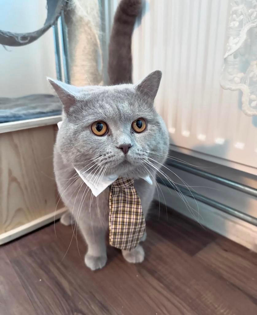 Britse korthaar dekkater lilac + dekkingsgarantie BEKEND, Dieren en Toebehoren, Katten en Kittens | Dekkaters, 3 tot 5 jaar