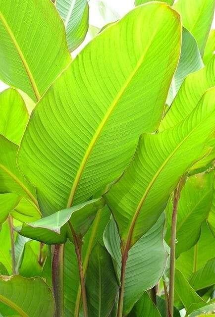 Canna musafolia in grote potten - Tropische schoonheid, Ophalen of Verzenden, Voorjaar, Volle zon, Wortelstok