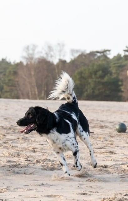 DEKREU, friese stabij LOET. Met verklaring fokgeschiktheid., Parvo, Reu, 1 tot 2 jaar, Eén hond