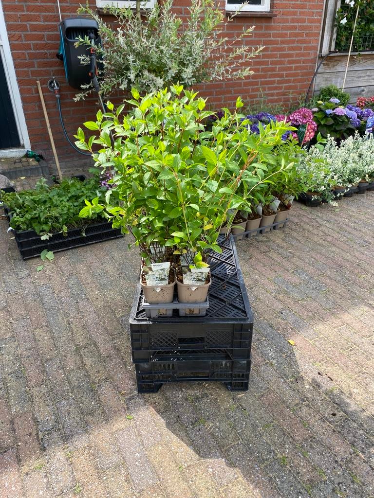 Hortensia’s- Boerenhortensia’s-Klimhortensia’s, 100 tot 250 cm, Zomer, Palmboom, Ophalen