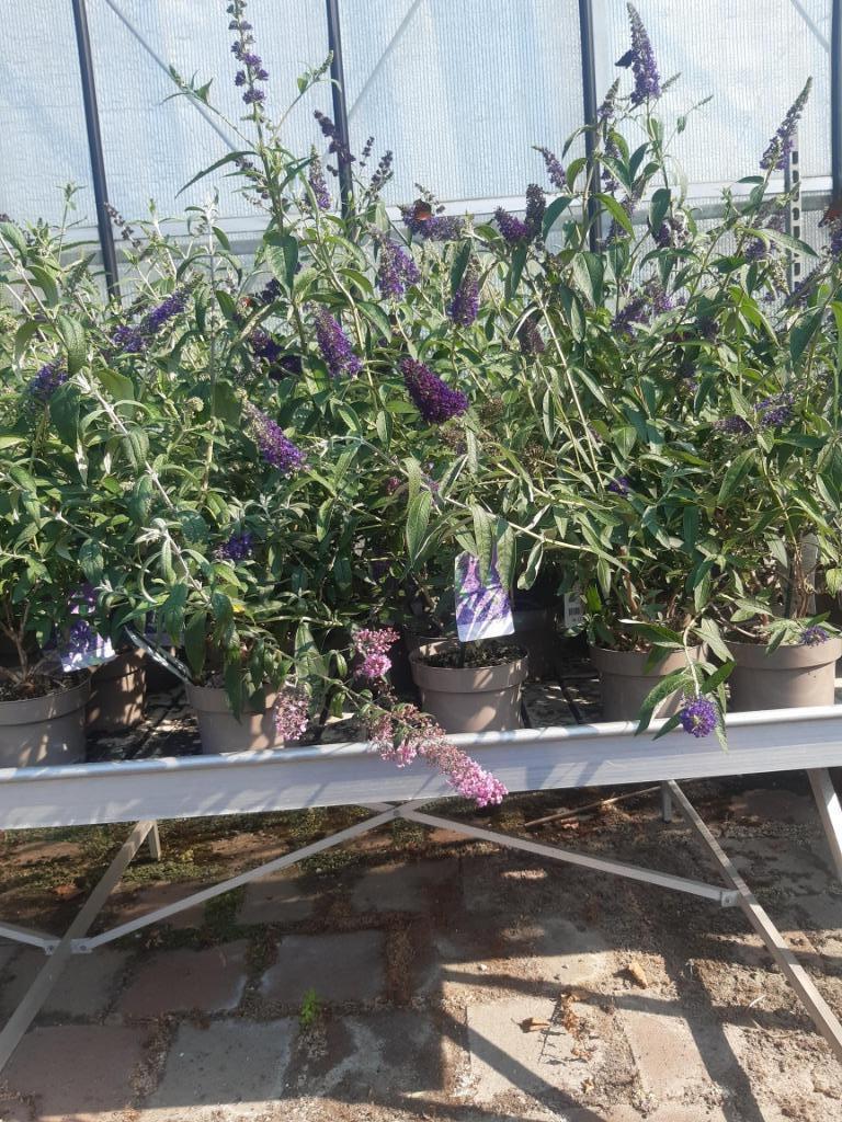 vlinderstruik, Volle zon, Vaste plant, Zomer, Ophalen