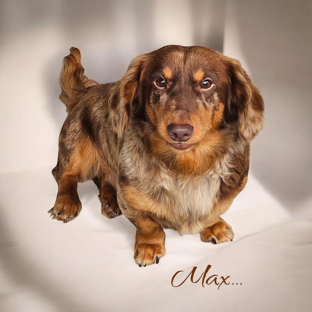 teckel / dachshund DEKREUTJES EMBARK GETEST!, Nederland, Reu, 1 tot 2 jaar, Parvo