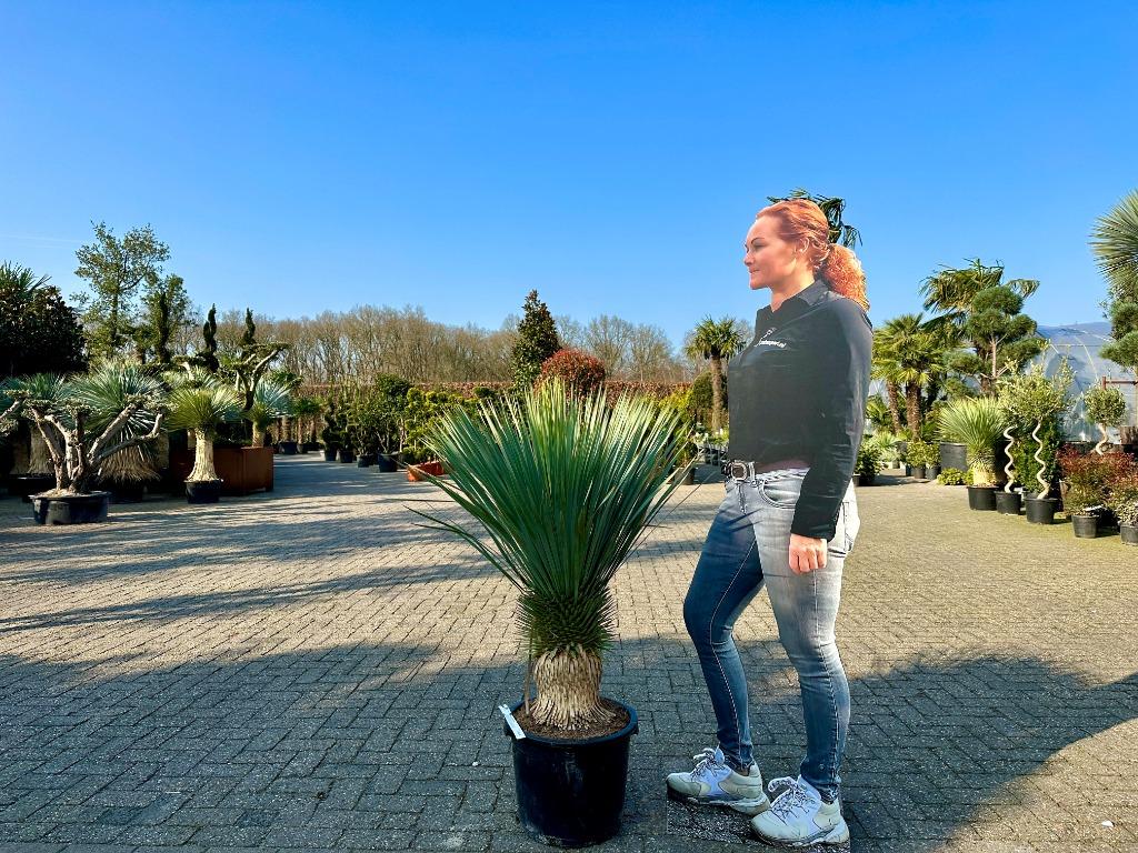 Yucca rostrata 30/40 cm stamhoogte te koop!!!, Overige soorten, Volle zon, Vaste plant, Ophalen of Verzenden