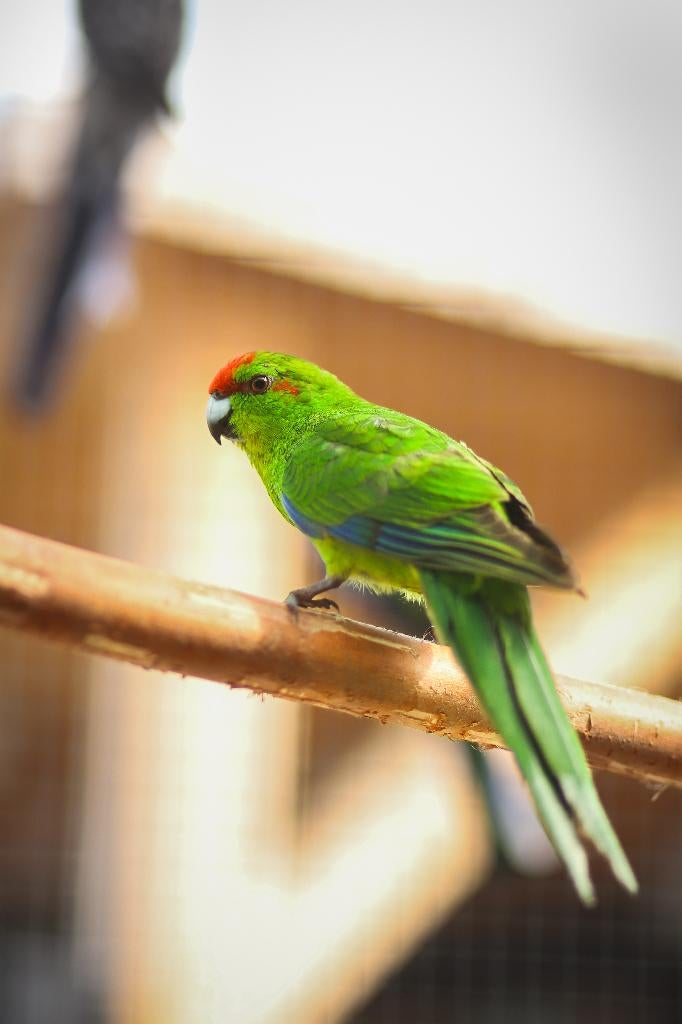 Kakariki jong | Vogels om tam te maken!, Dieren en Toebehoren, Vogels | Parkieten en Papegaaien, Meerdere dieren, Parkiet, Tam