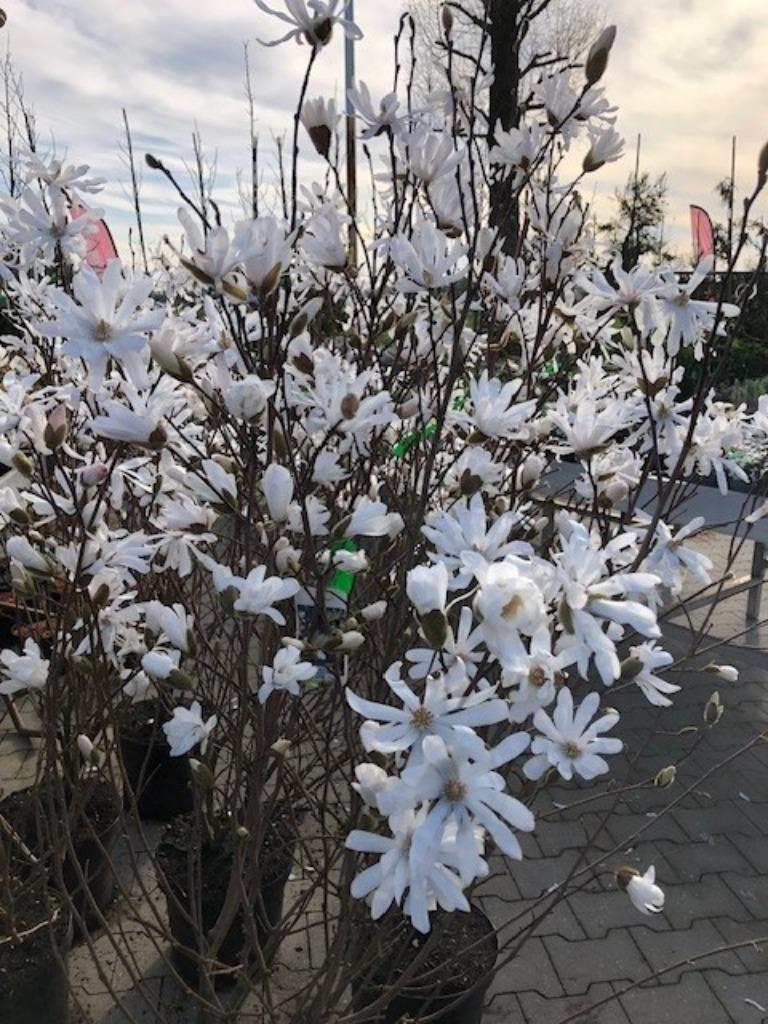 Magnolia, Tulpenboom, Beverboom in veel soorten en maten, Tuin en Terras, Vaste plant, Halfschaduw, Lente, Ophalen