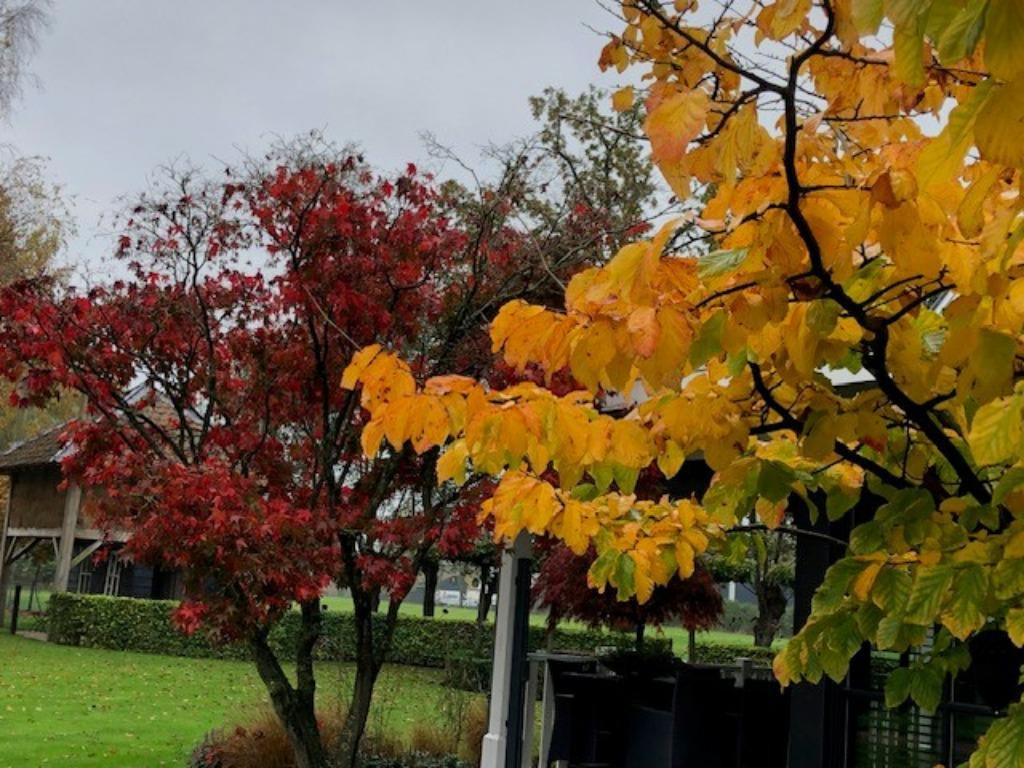 Parrotia persica, meerstammig, 140-150 cm NU € 44,50, Ophalen, Winter, Halfschaduw, Overige soorten